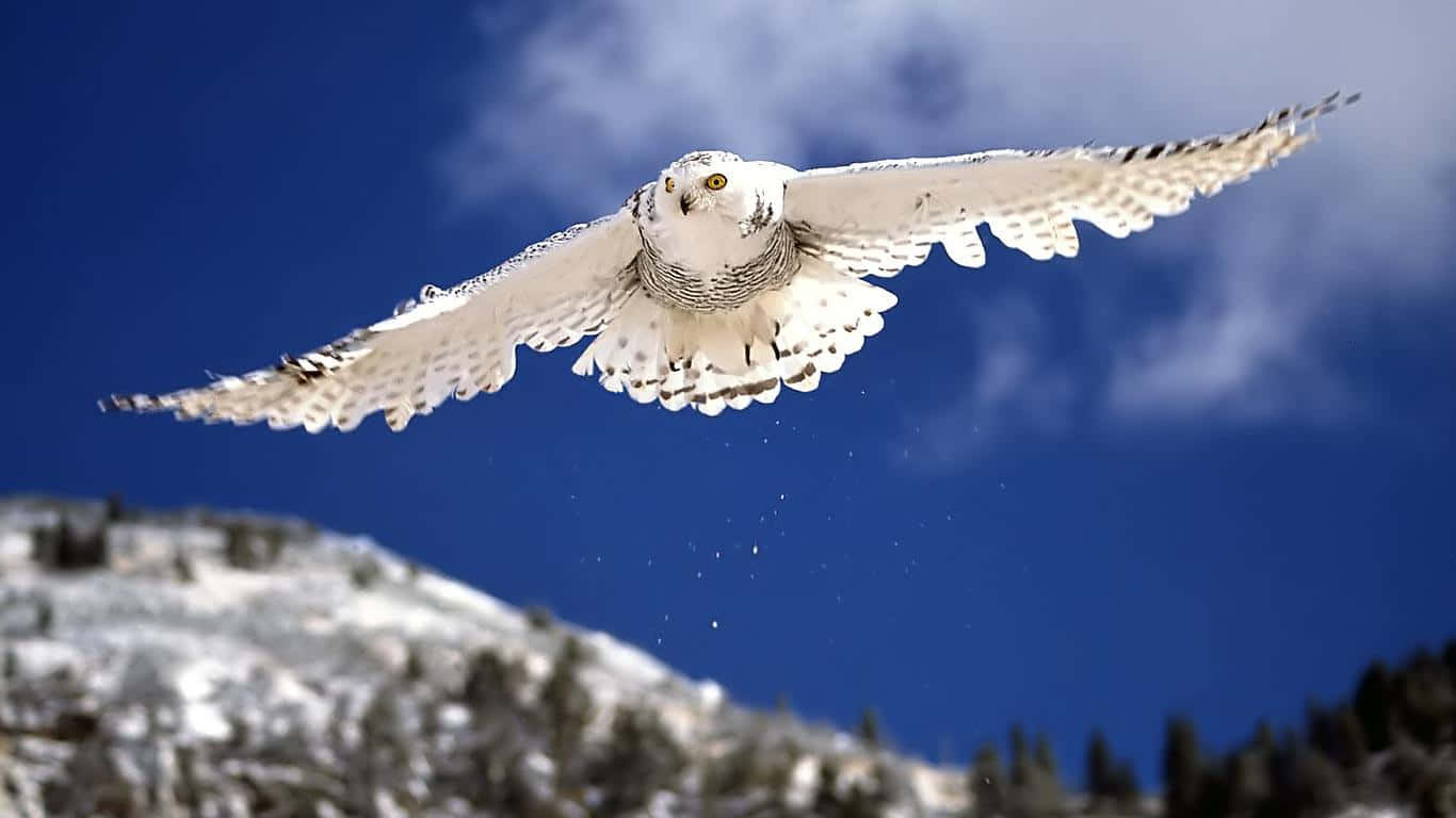 Snowy Owl Perching On A Branch Wallpaper