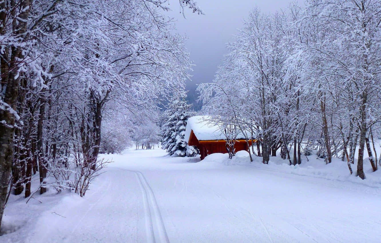 Snowy Road Through A Wintry Forest Wallpaper