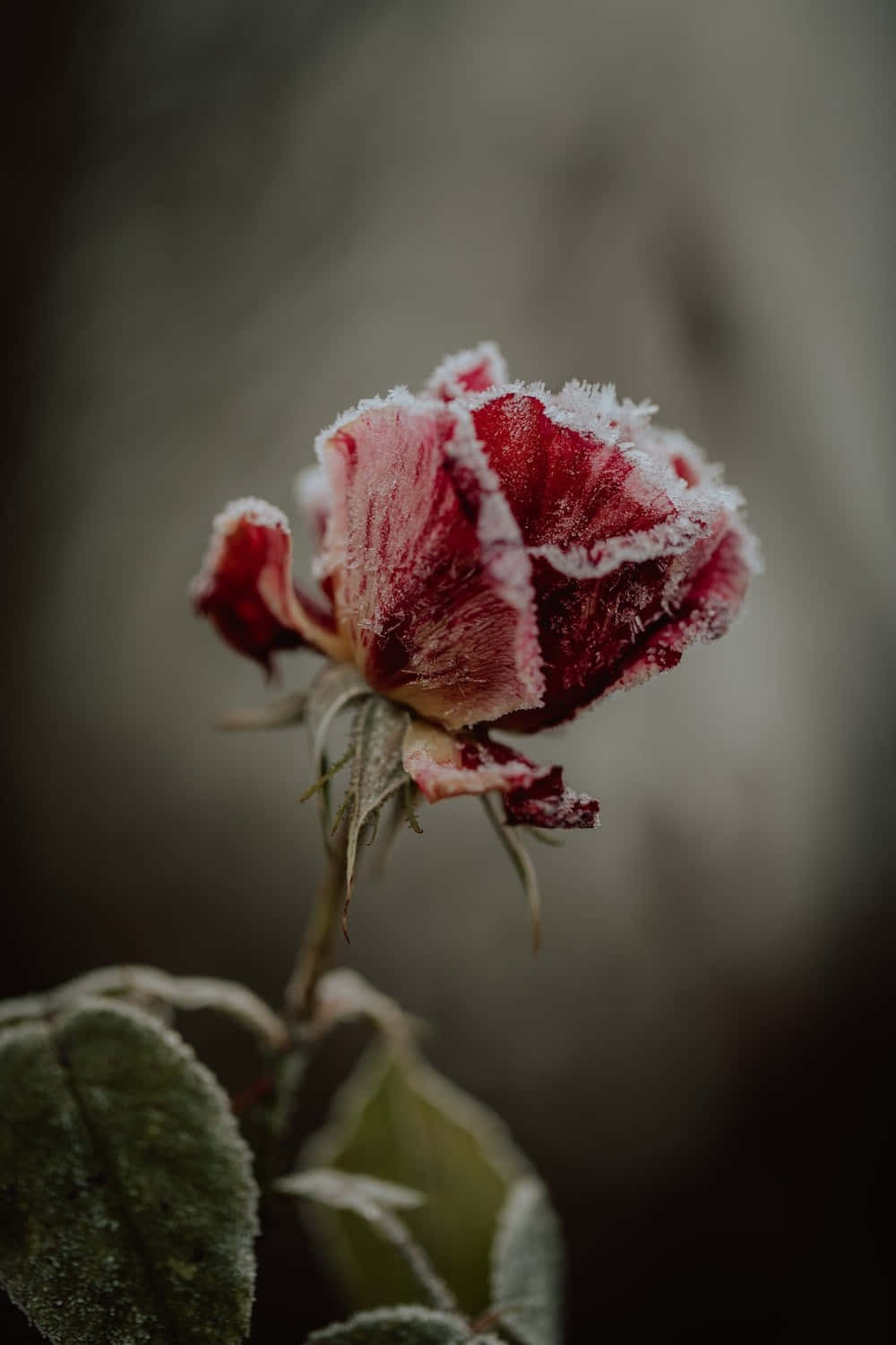 Snowy Winter Flowers In Bloom Wallpaper