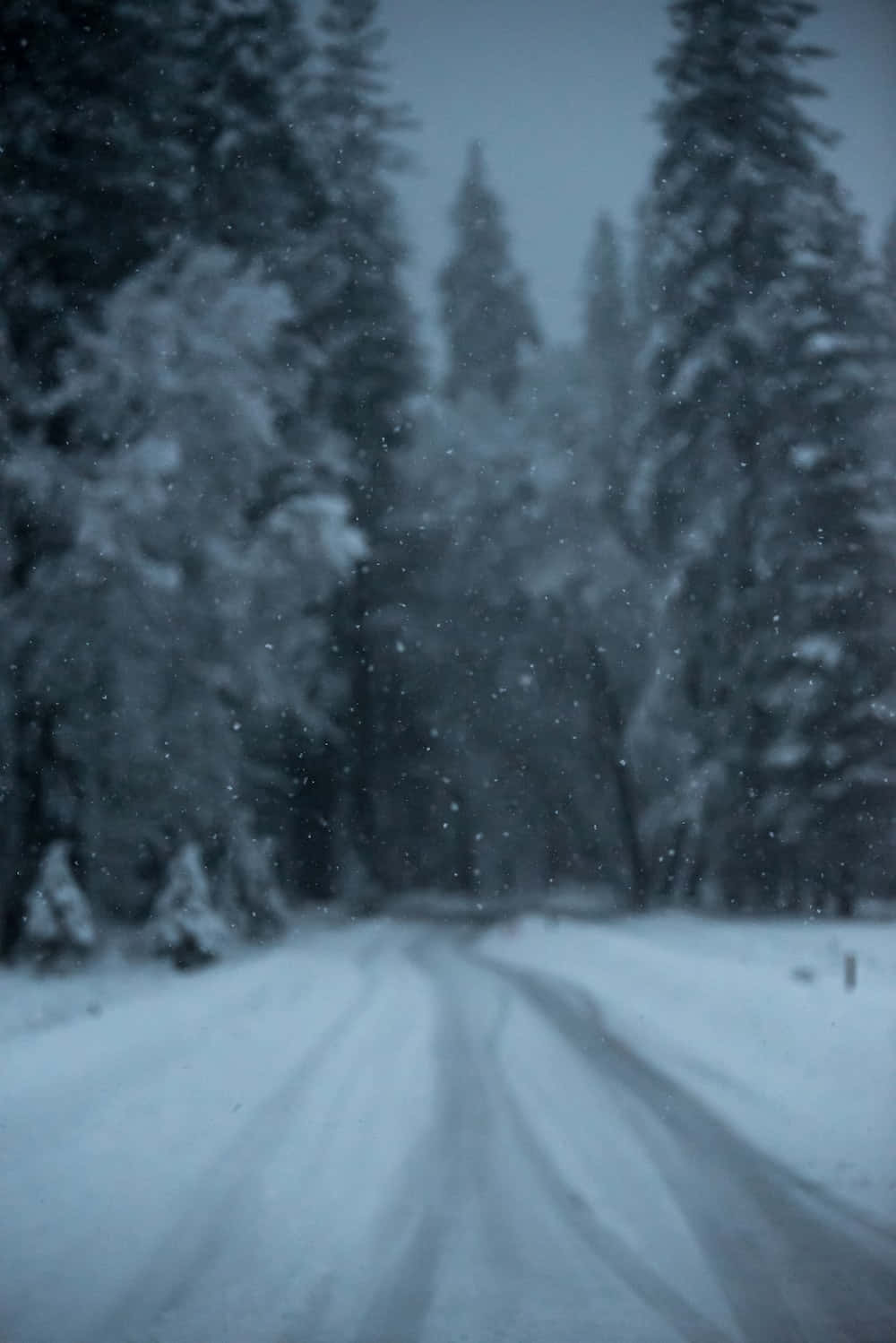 Snowy_ Winter_ Road_ Surrounded_by_ Trees.jpg Wallpaper