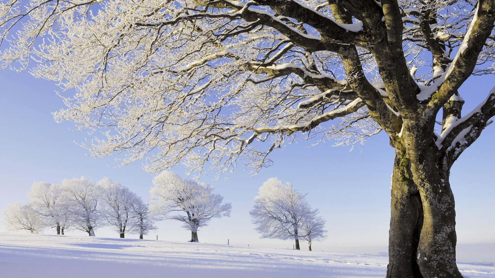 Snowy Winter Trees In The Sunlight Wallpaper