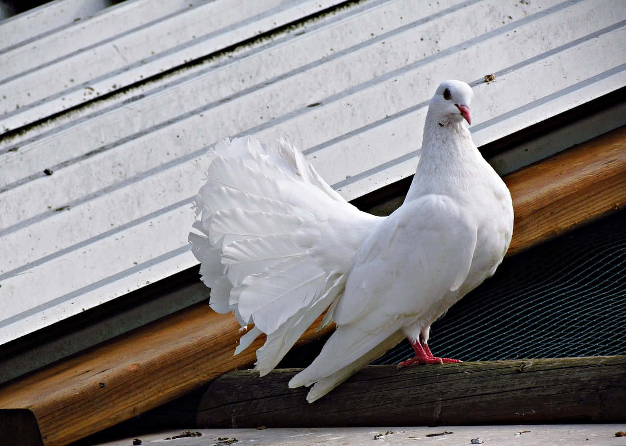 Soar Above The Clouds With Dove Wings Wallpaper