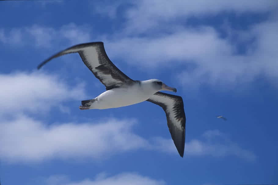 Soaring_ Albatross_ Against_ Blue_ Sky.jpg Wallpaper