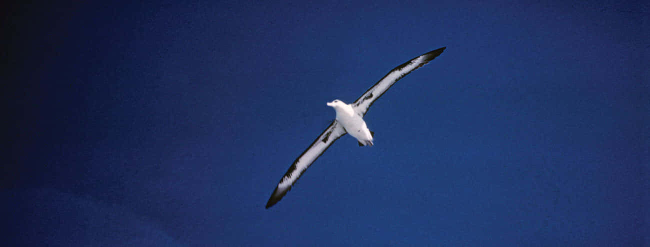 Soaring_ Albatross_ Against_ Blue_ Sky.jpg Wallpaper