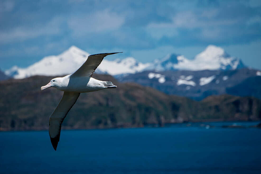 Soaring_ Albatross_ Against_ Mountain_ Backdrop.jpg Wallpaper