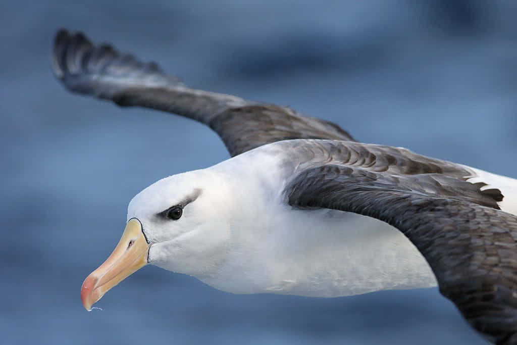 Soaring_ Albatross_ Closeup.jpg Wallpaper