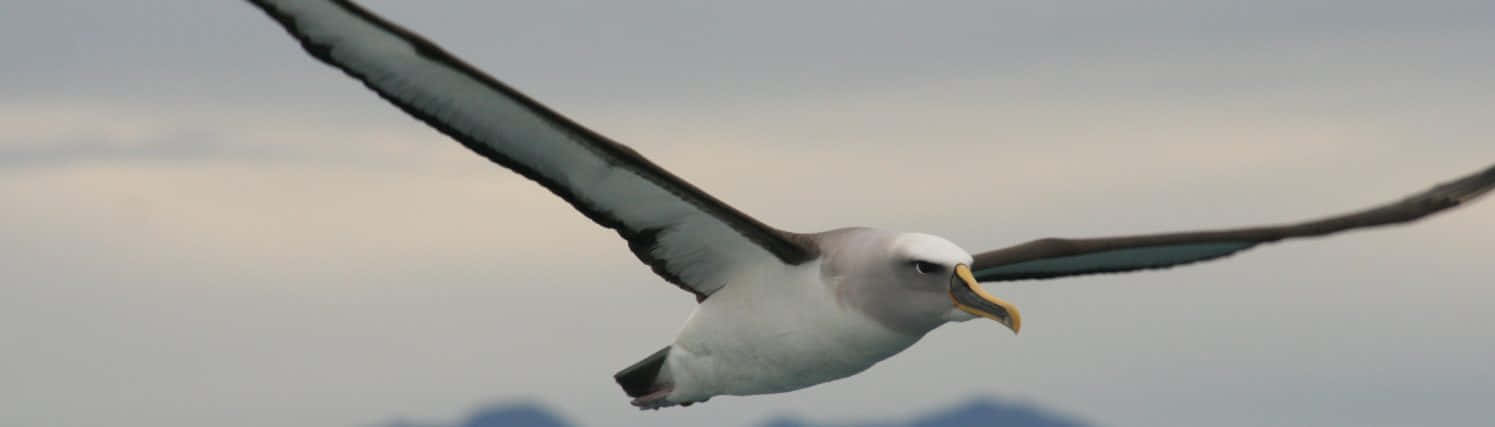 Soaring_ Albatross_ In_ Flight Wallpaper