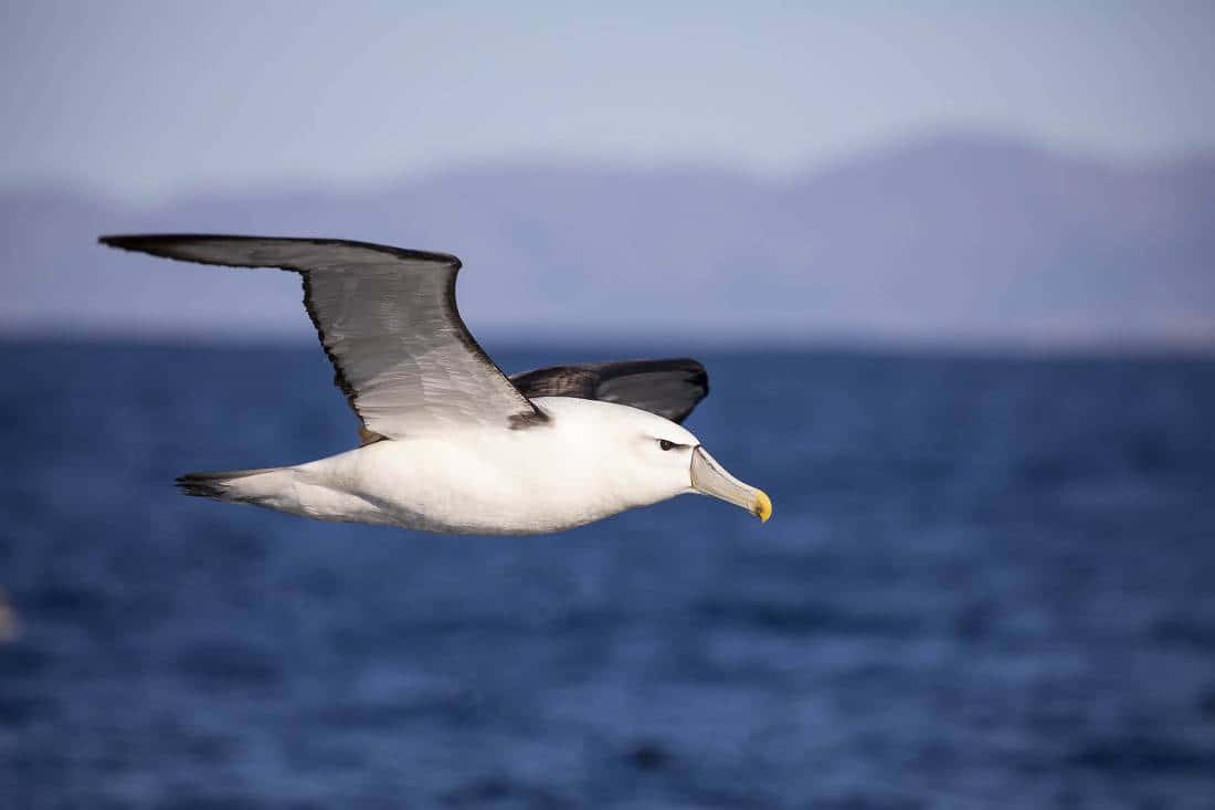 Soaring_ Albatross_ Over_ Ocean.jpg Wallpaper