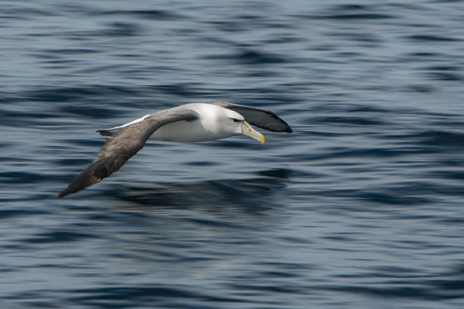 Soaring_ Albatross_ Over_ Ocean_ Waters.jpg Wallpaper