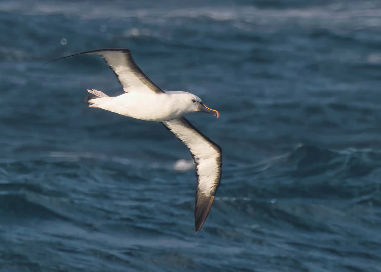 Soaring_ Albatross_ Over_ Ocean_ Waves.jpg Wallpaper