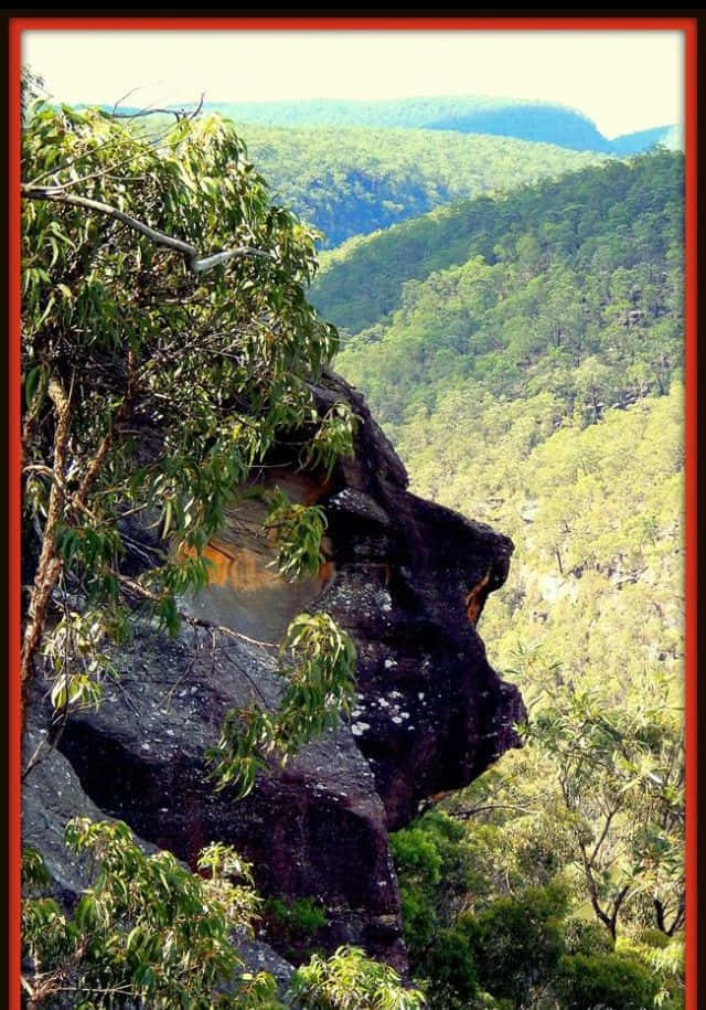 Soaring Cliffs And Verdant Climates Of Blue Mountains National Park Wallpaper