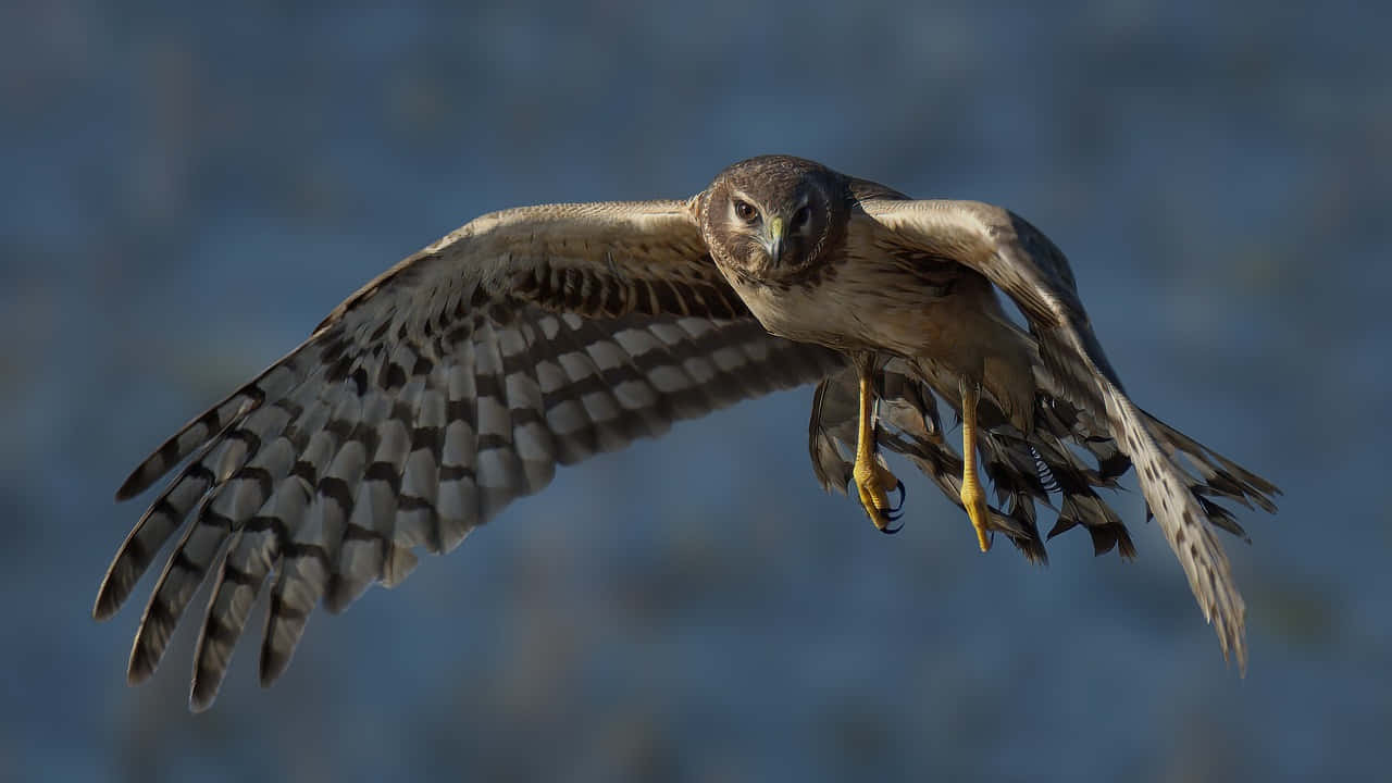 Soaring_ Harrier_in_ Flight Wallpaper