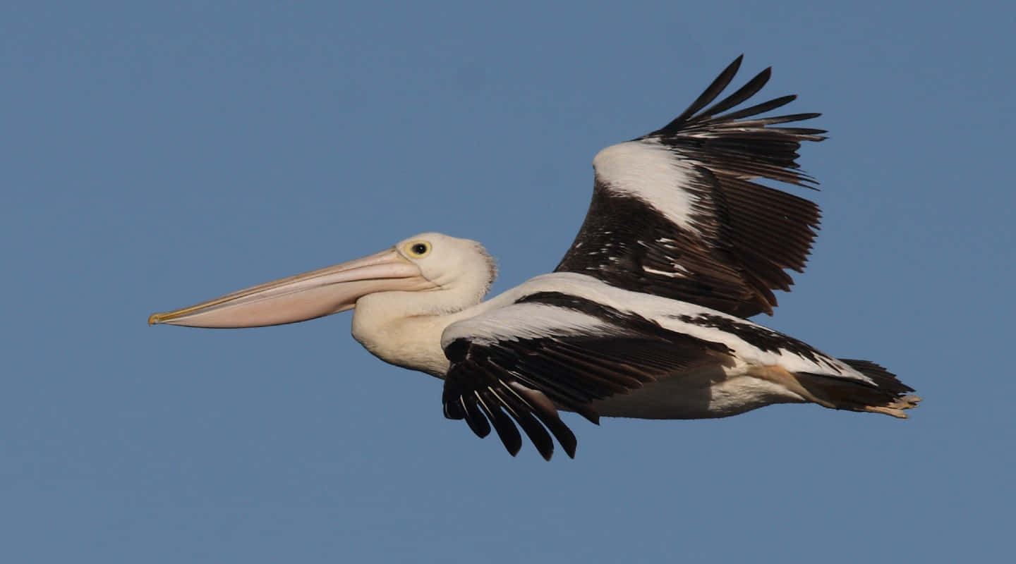 Soaring Pelicanin Blue Sky.jpg Wallpaper