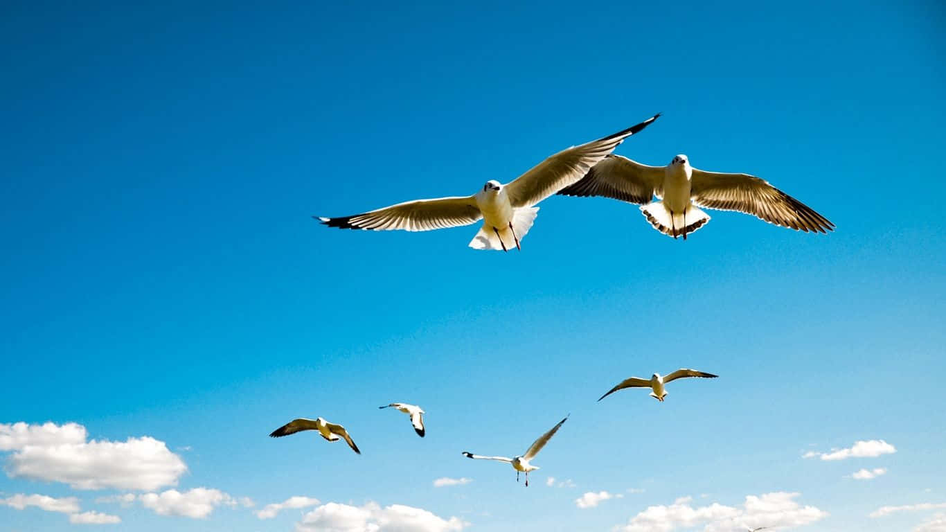 Soaring Seabirds Blue Sky Wallpaper