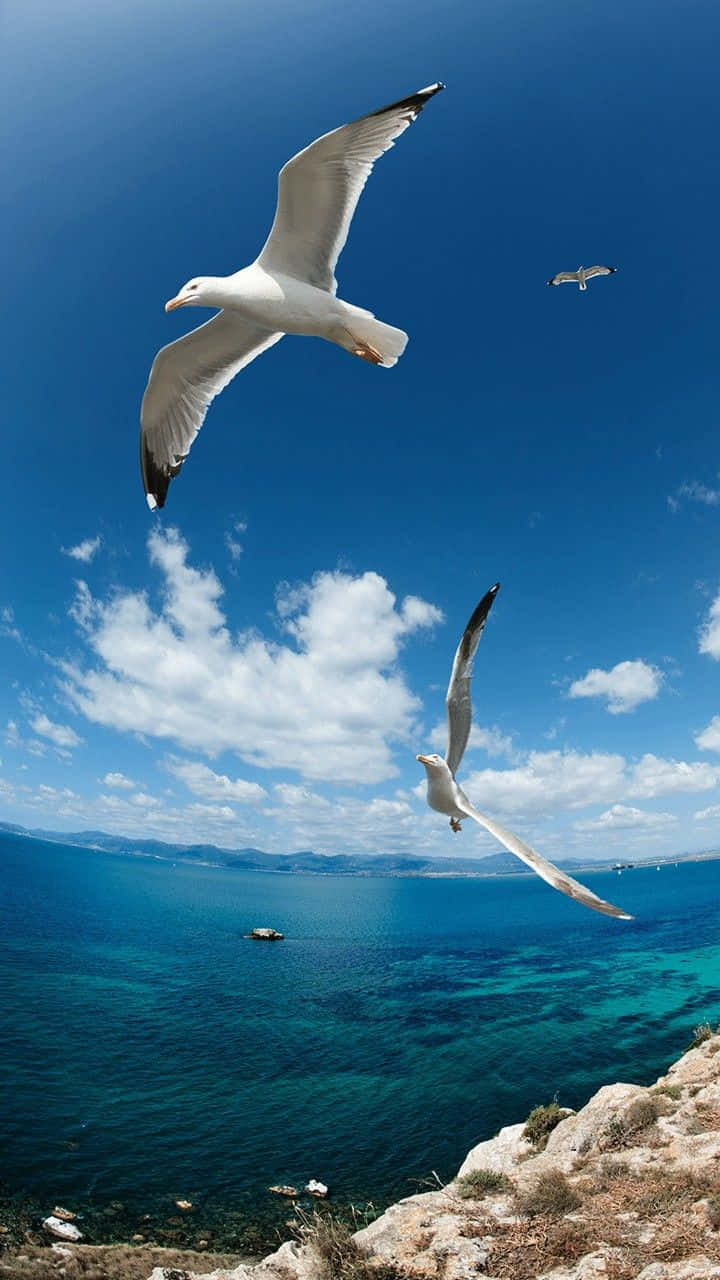 Soaring Seabirds Over Coastal Waters Wallpaper