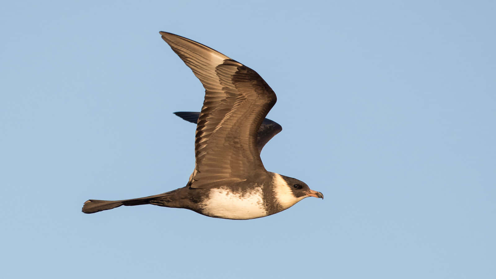 Soaring_ Skua_ In_ Flight.jpg Wallpaper