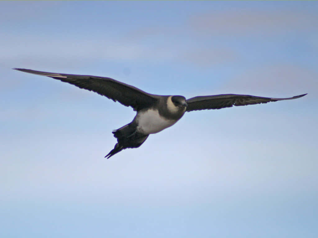 Soaring Skua In Flight Wallpaper