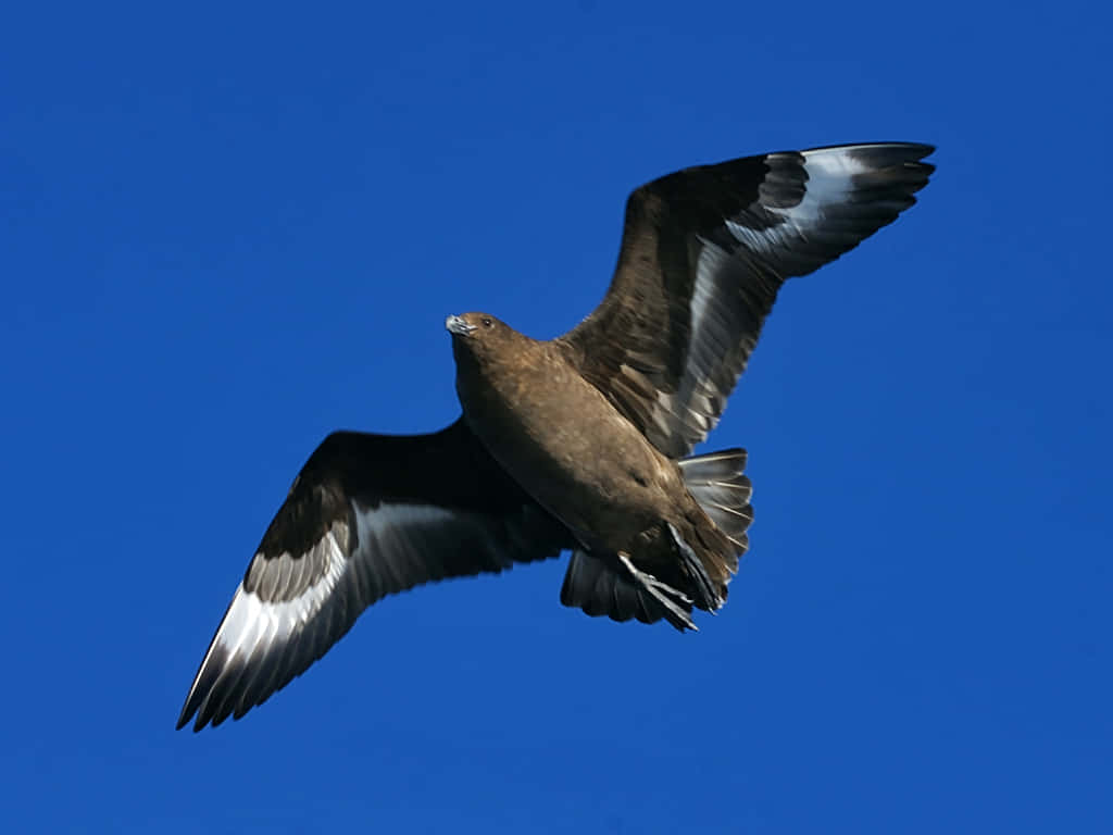 Soaring Skuain Blue Sky Wallpaper