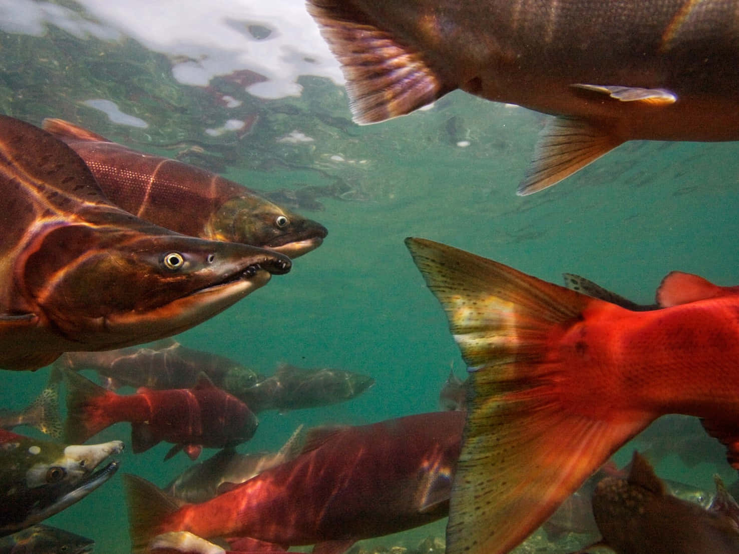 Sockeye Salmon School Underwater Wallpaper