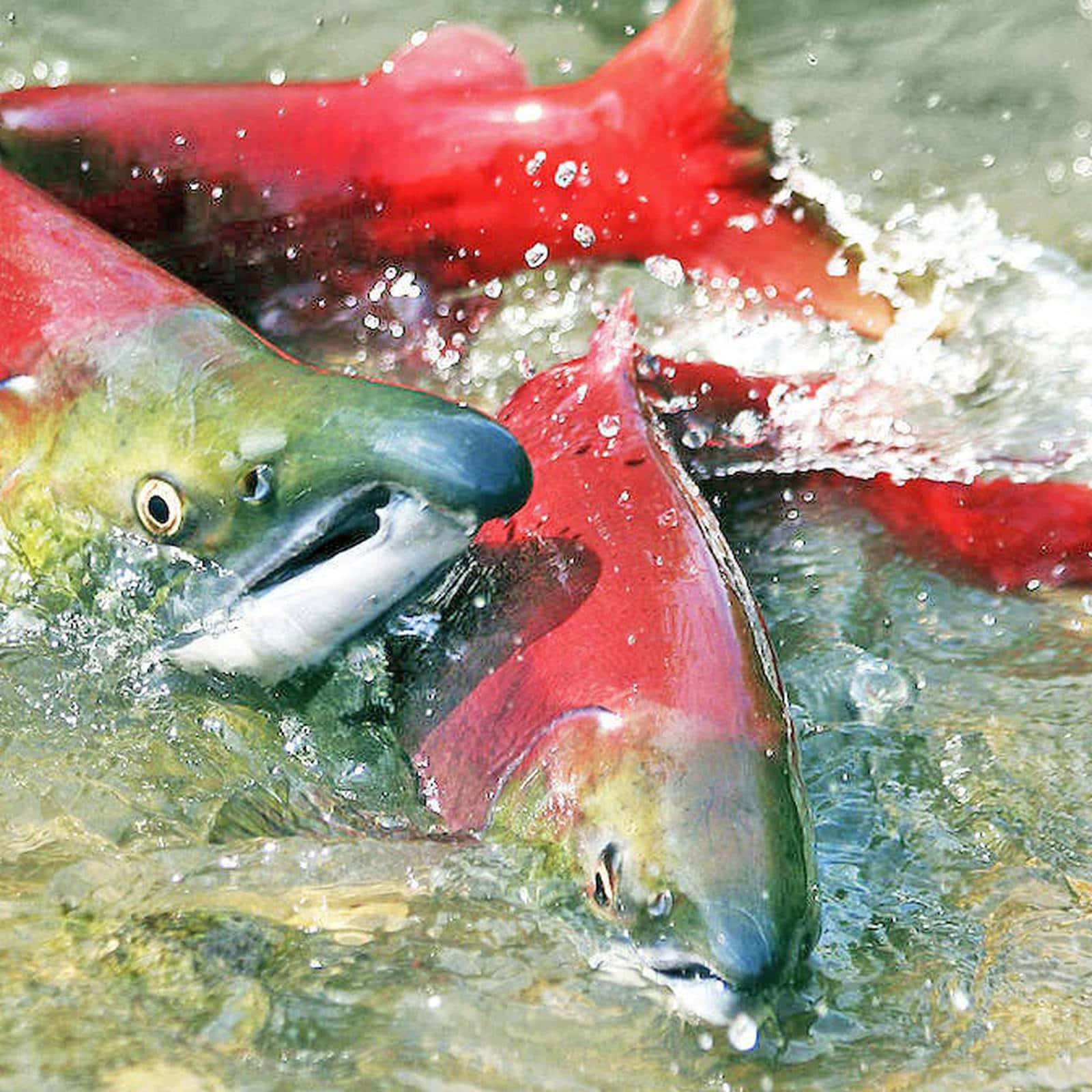 Sockeye Salmon Spawning Wallpaper