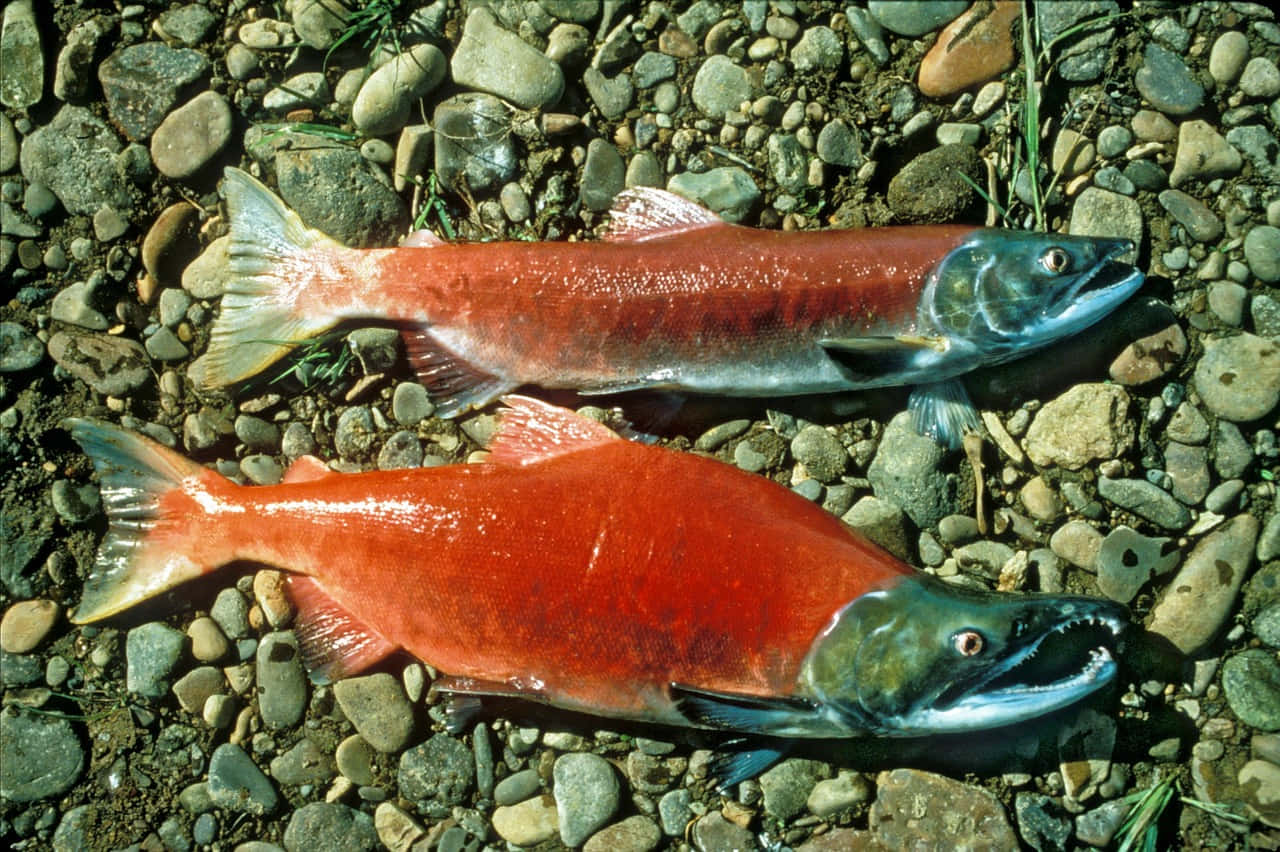 Sockeye Salmon Spawning Pair Wallpaper