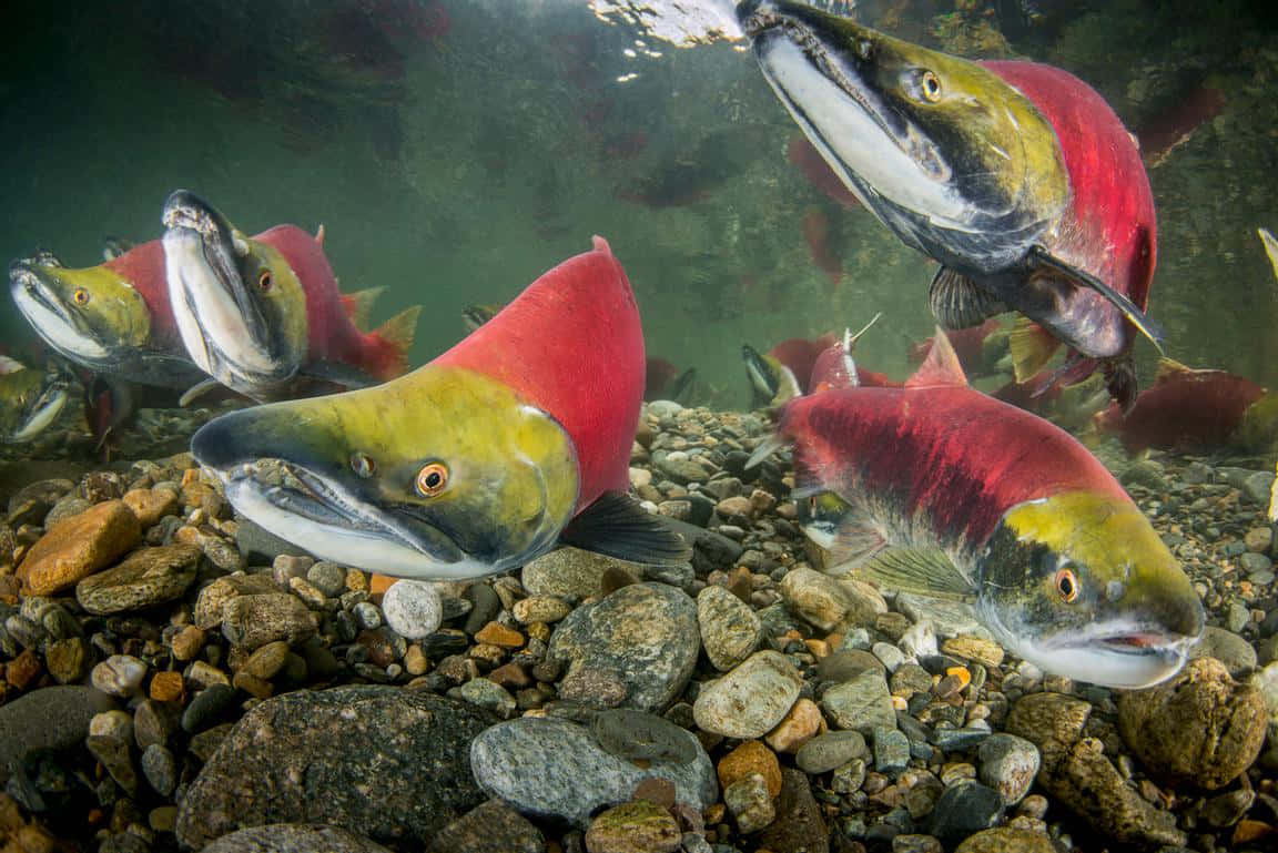 Sockeye_ Salmon_ Spawning_ Stream Wallpaper