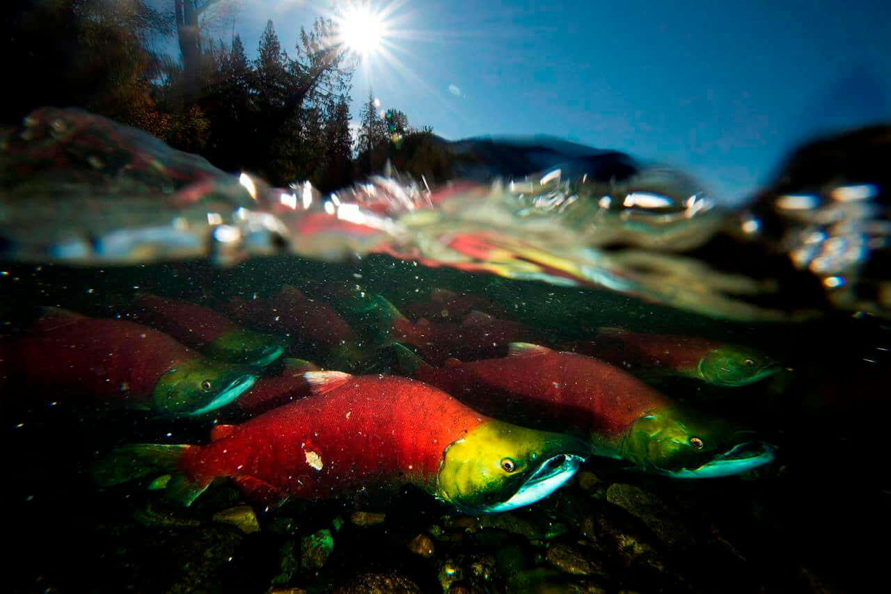 Sockeye Salmon Sunlit Waters Wallpaper