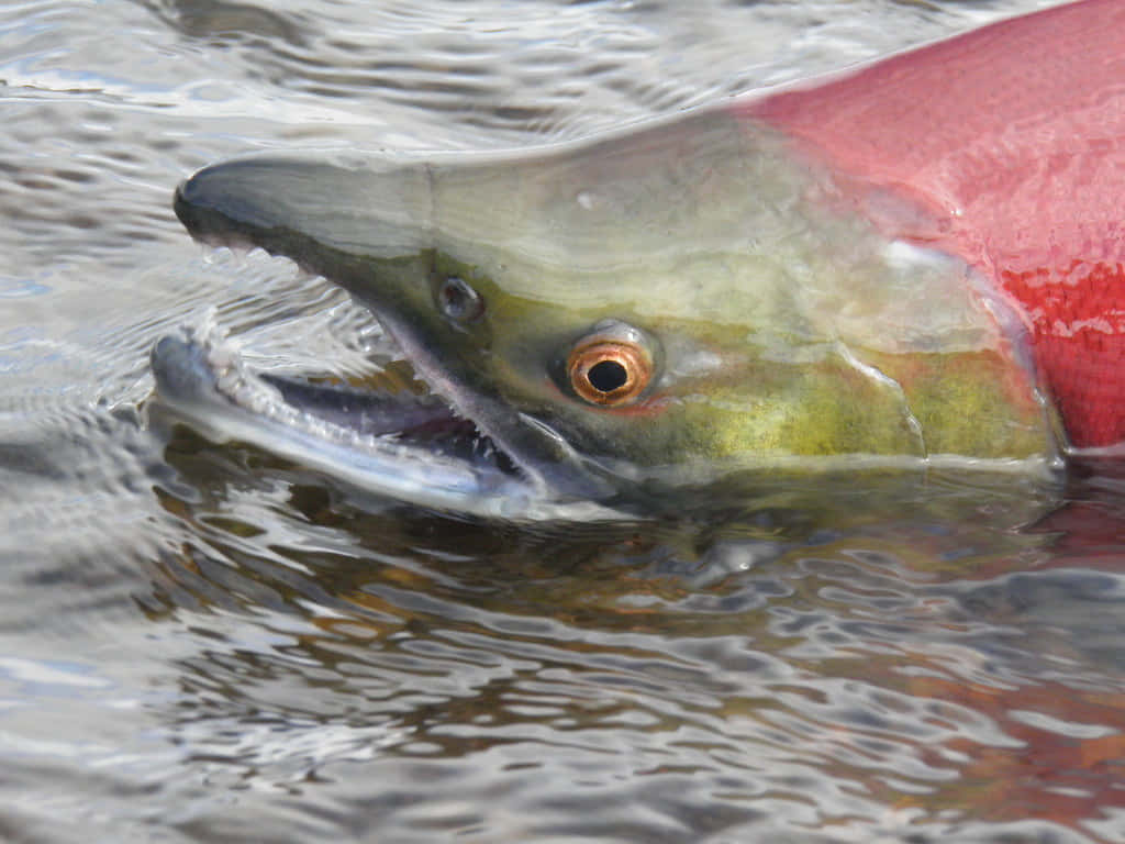 Sockeye Salmon Up Close.jpg Wallpaper