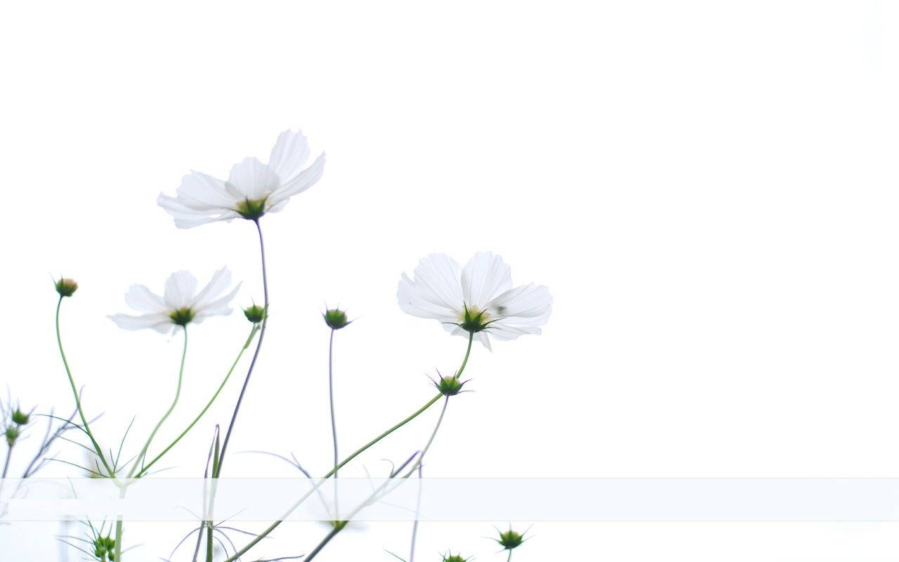 Soft And Subtle Minimalist Flower Computer Wallpaper