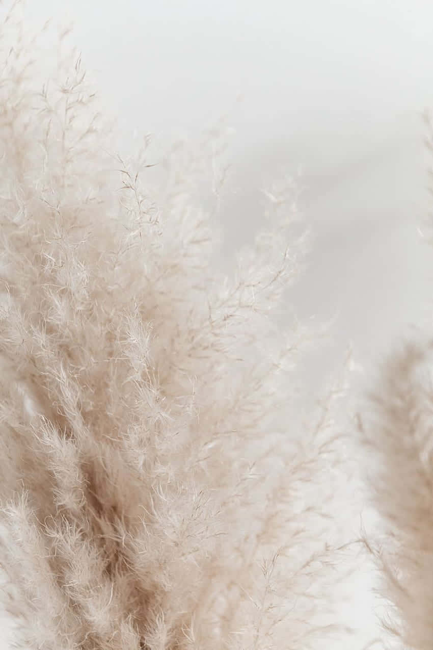 Soft Beige Pampas Grass Wallpaper