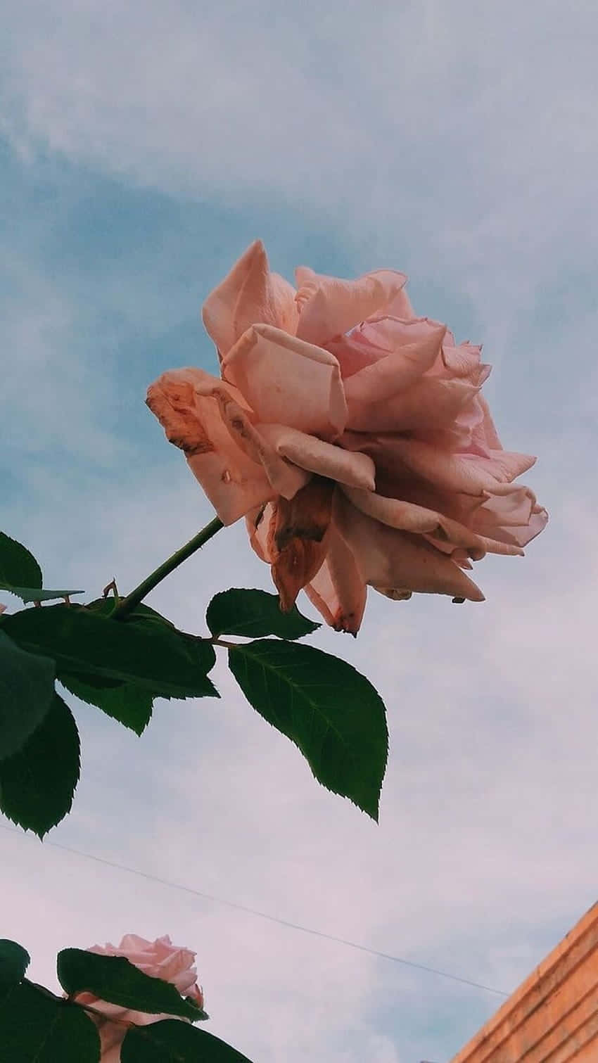 Soft_ Pink_ Rose_ Against_ Sky_ Backdrop Wallpaper