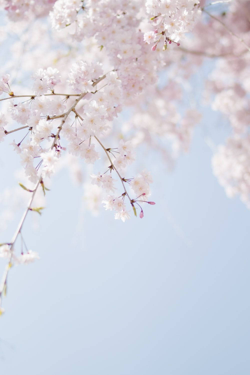 Soft Spring Aesthetic Wallpaper