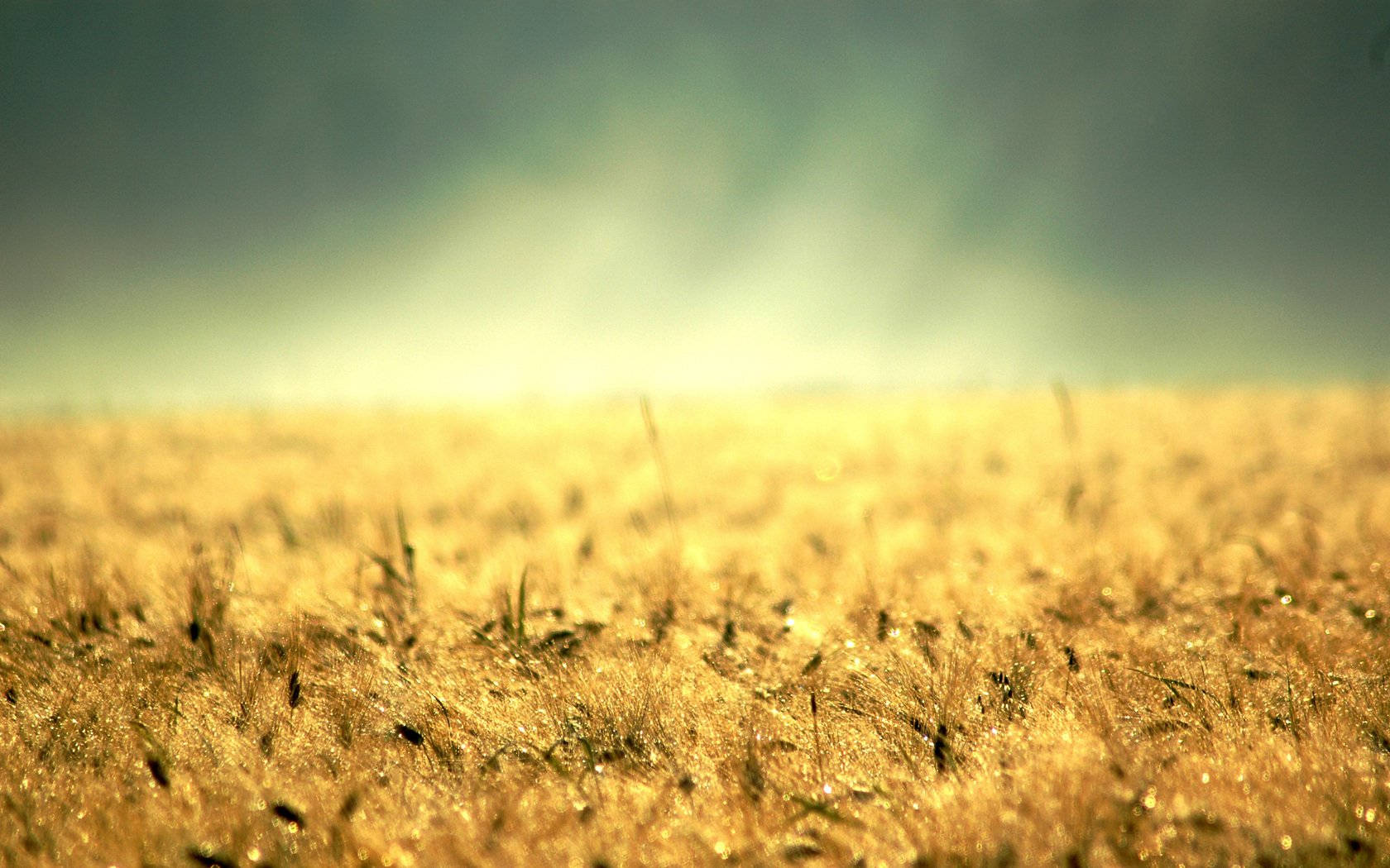 Soil And Small Grass Morning Glory Wallpaper