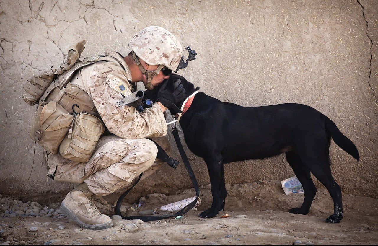 Soldierand Military Dog Bonding Wallpaper