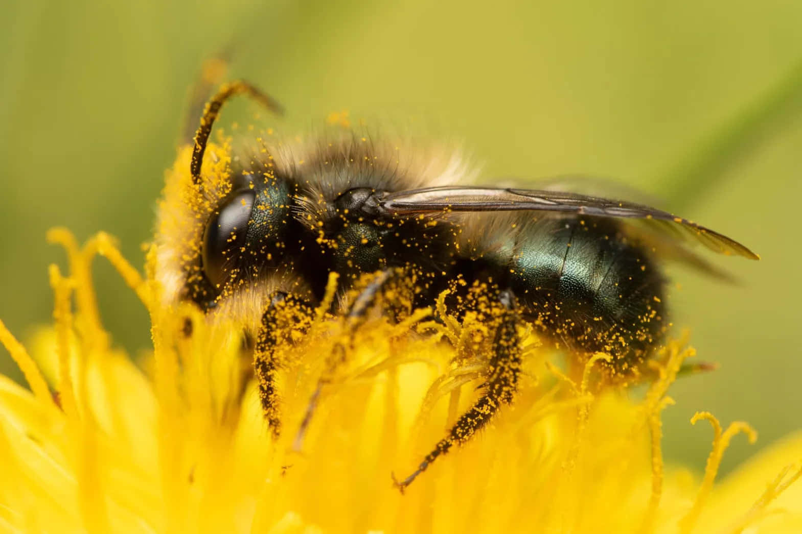 Solitary Bee Coveredin Pollenon Yellow Flower Wallpaper