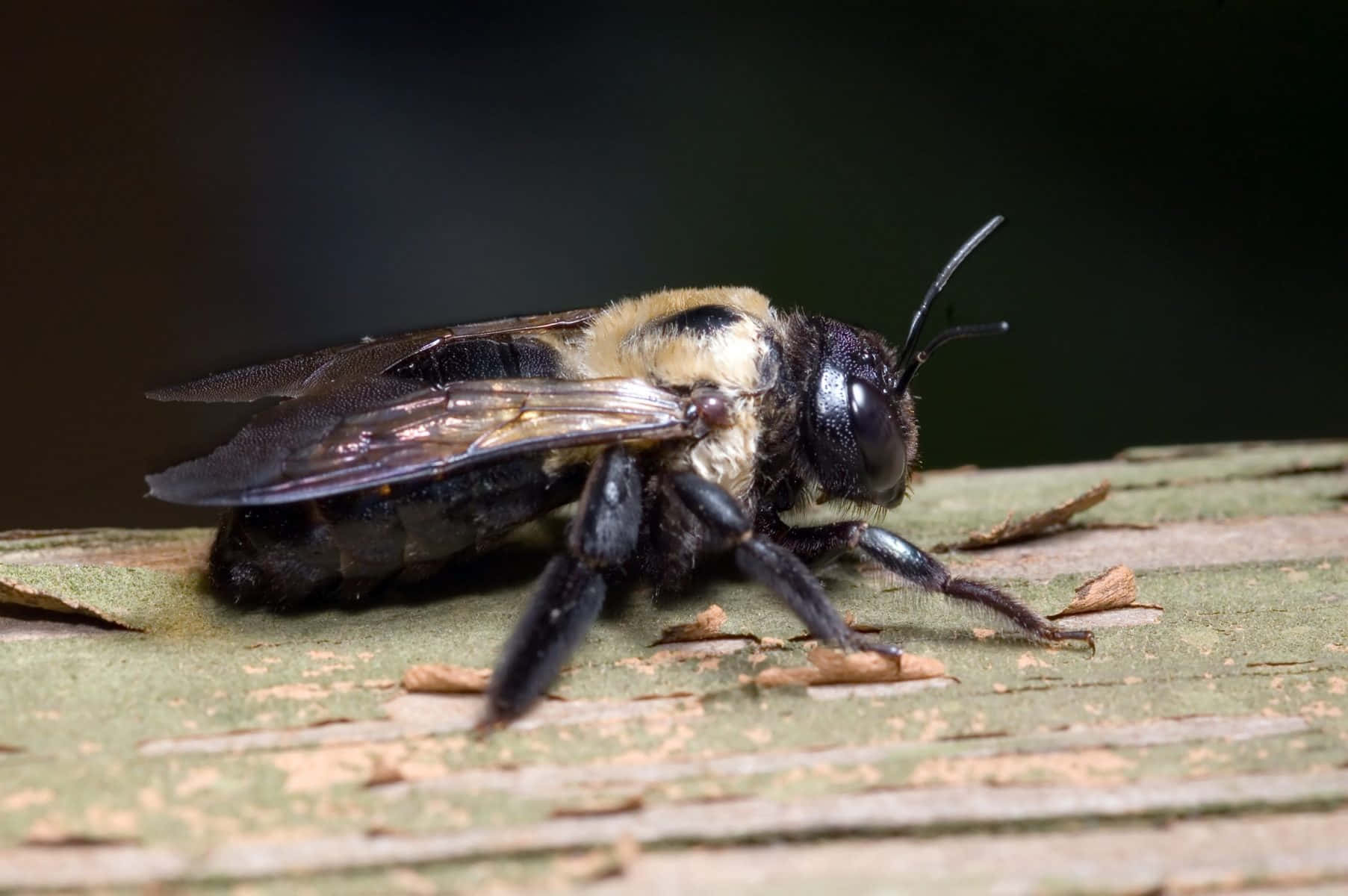 Solitary Bee Restingon Wooden Surface Wallpaper