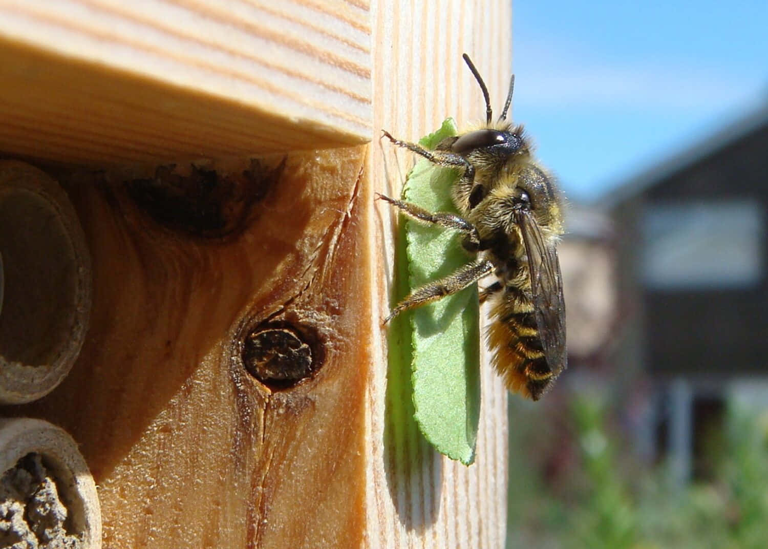 Solitary_ Bee_ Working_on_ Nest.jpg Wallpaper