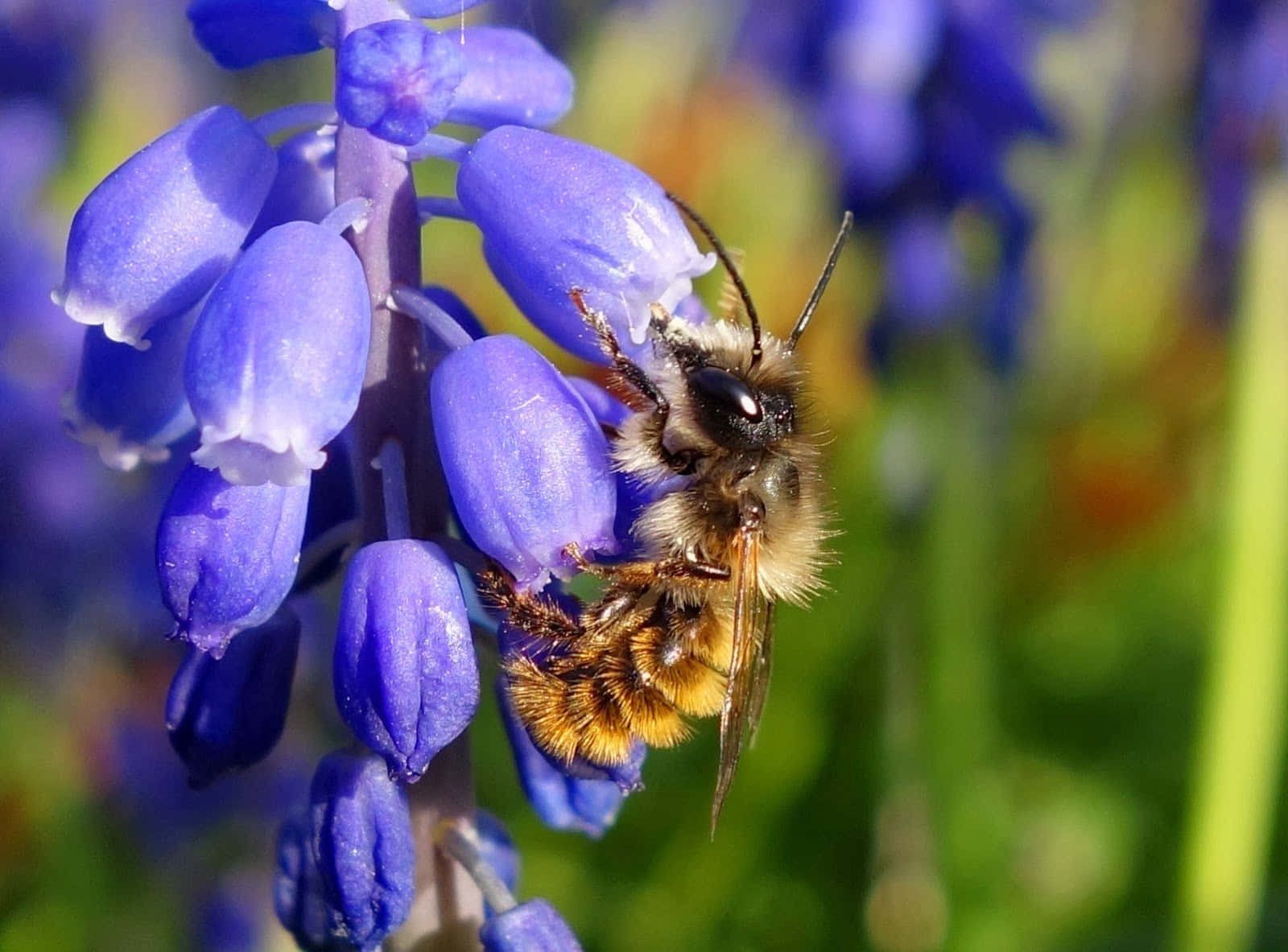 Solitary Beeon Bluebell Flower Wallpaper