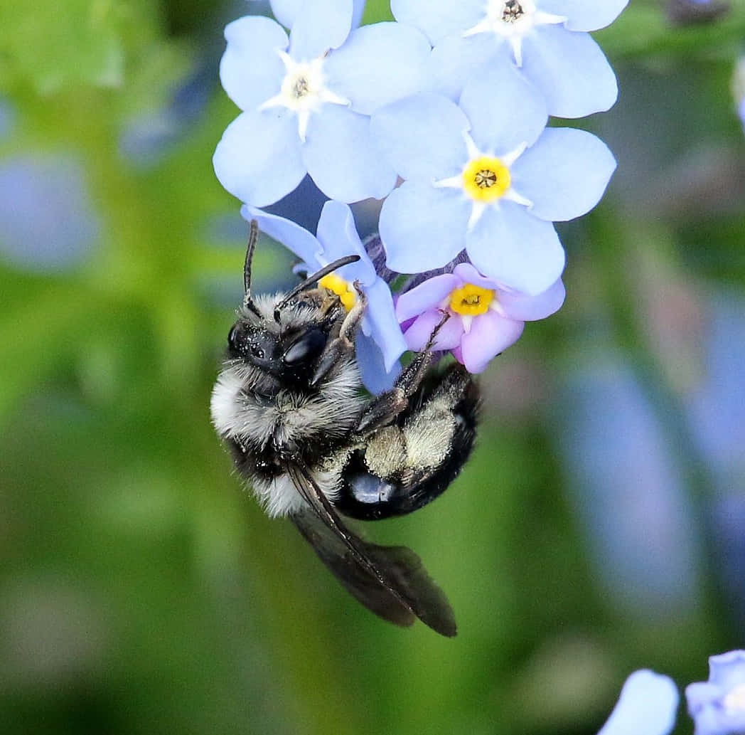 Solitary Beeon Forget Me Not Flowers Wallpaper