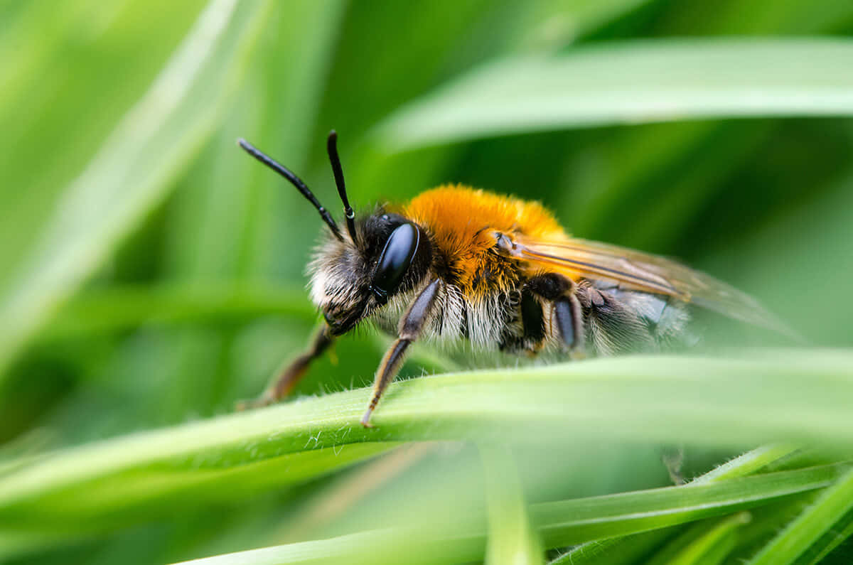 Solitary Beeon Grass Blade Wallpaper