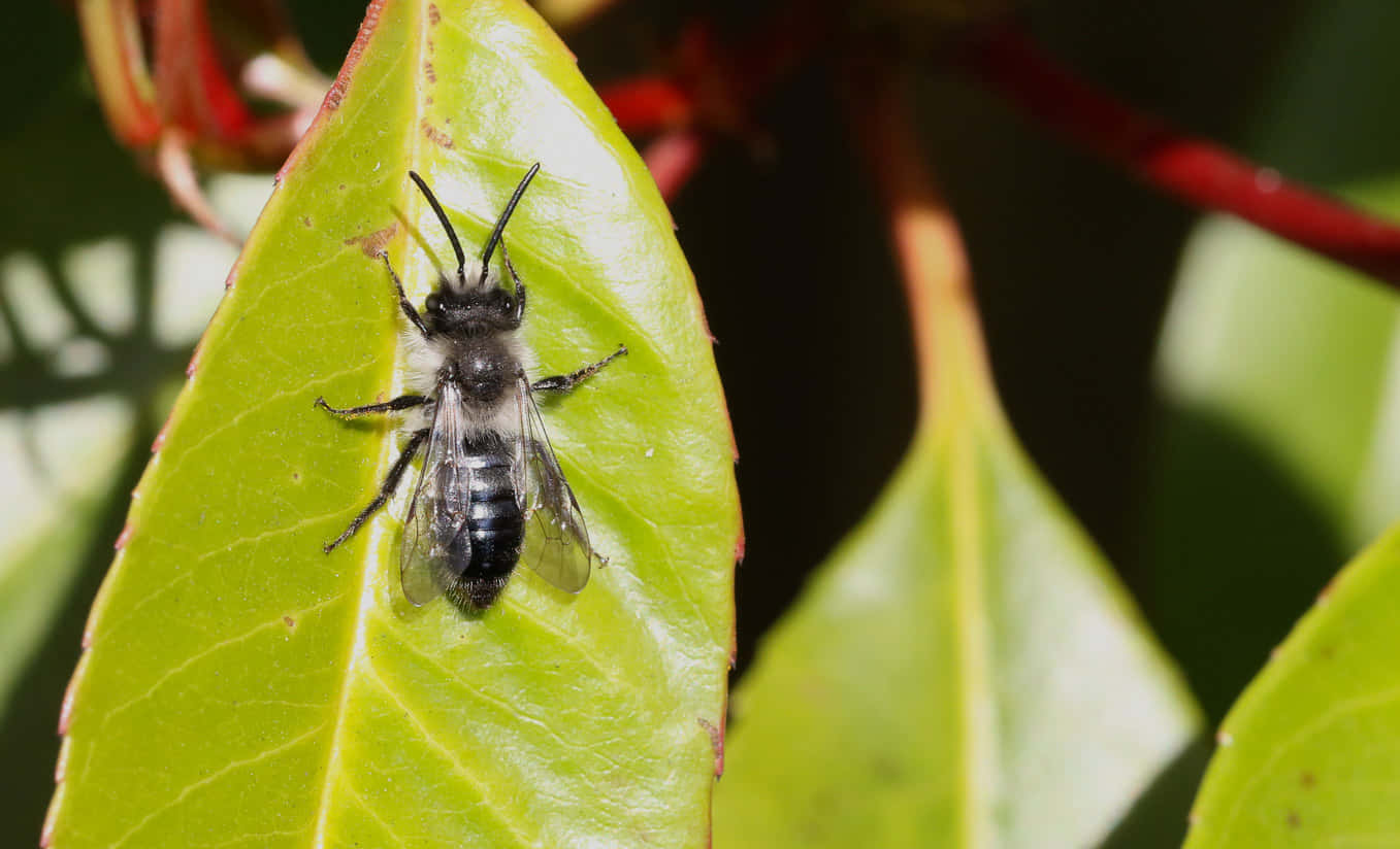 Solitary Beeon Green Leaf Wallpaper