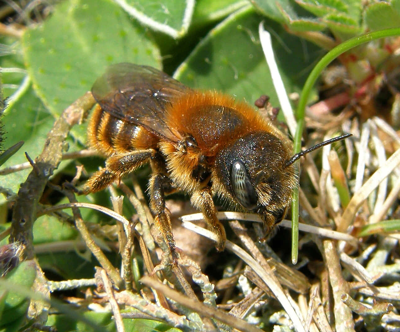 Solitary Beeon Greenery Wallpaper