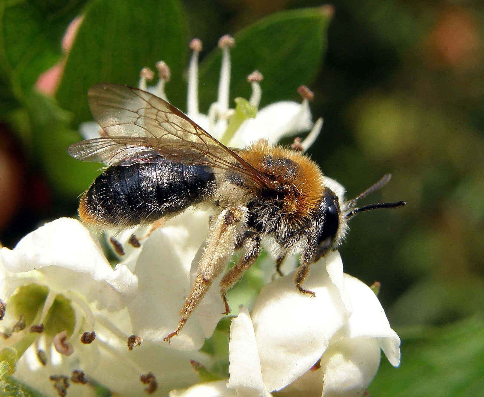 Solitary Beeon White Flower.jpg Wallpaper