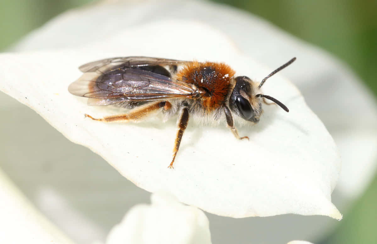 Solitary Beeon White Flower Petal Wallpaper