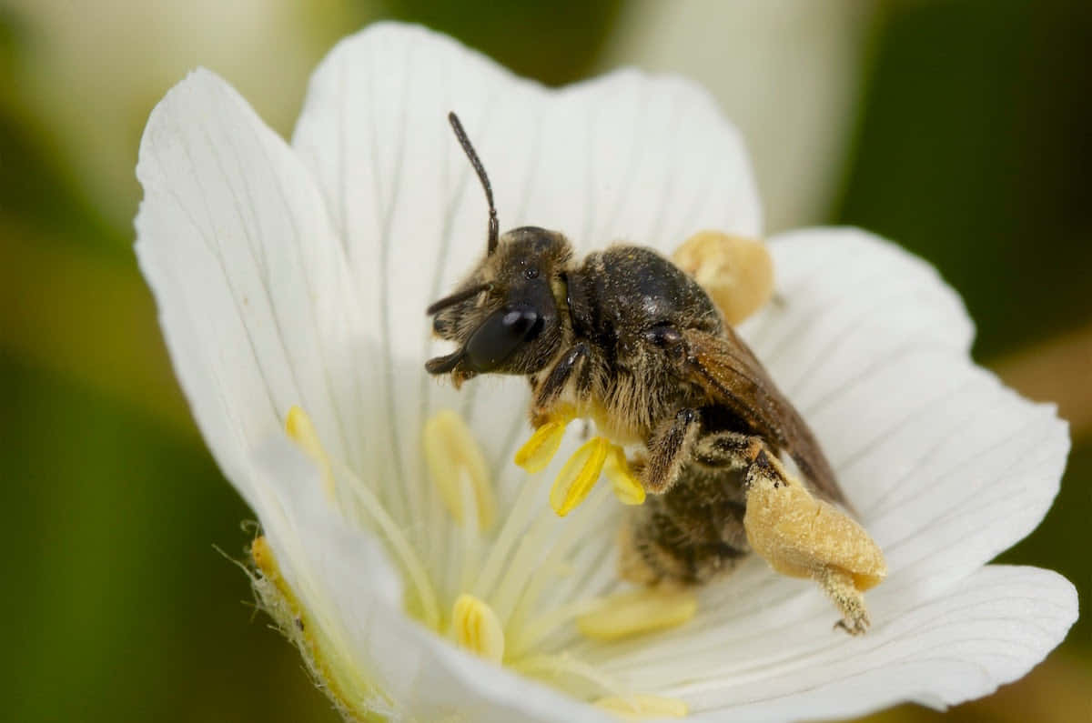 Solitary Beeon White Flower Wallpaper