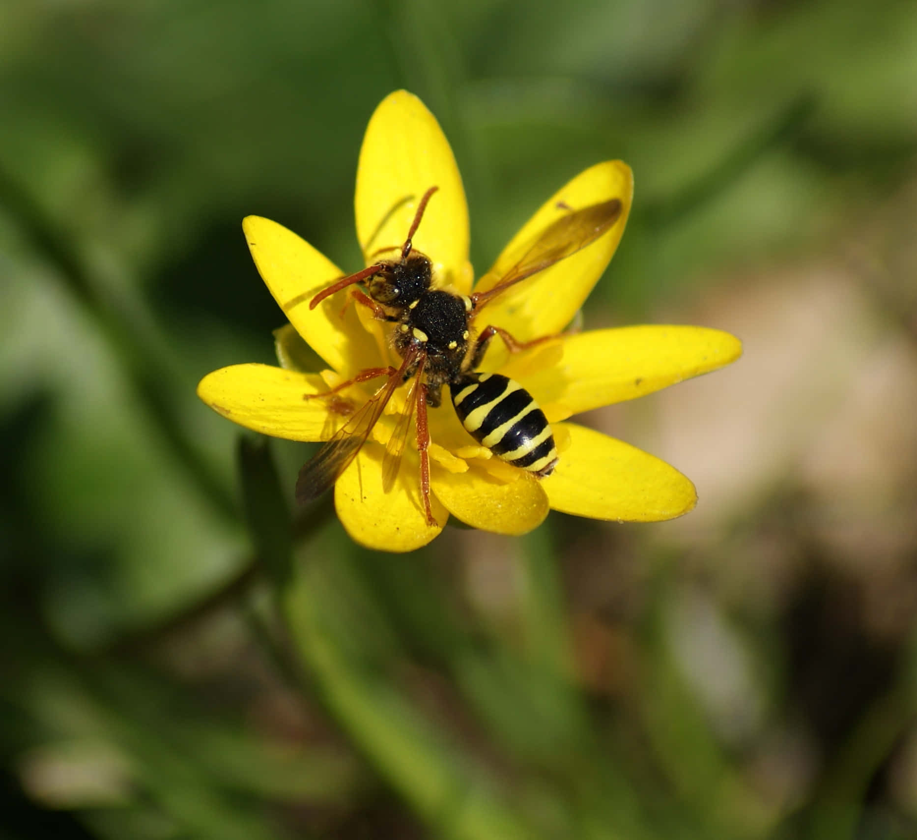 Solitary Beeon Yellow Flower Wallpaper