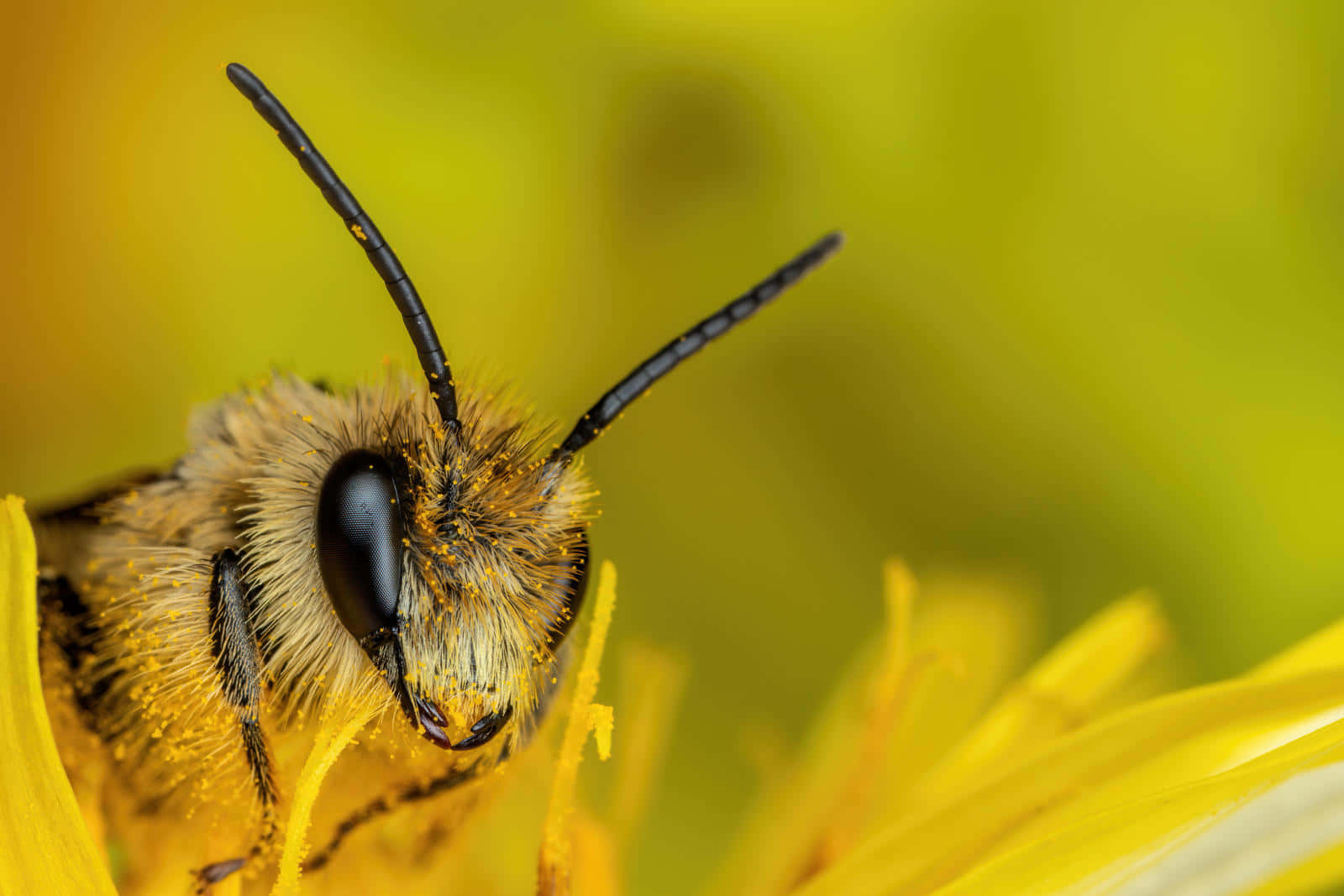 Solitary Beeon Yellow Flower Wallpaper