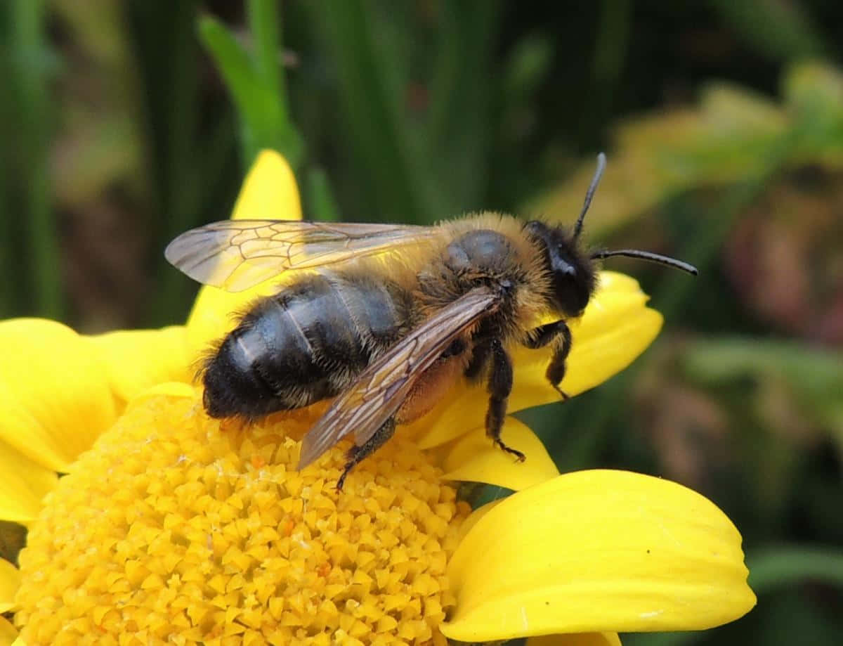 Solitary Beeon Yellow Flower Wallpaper