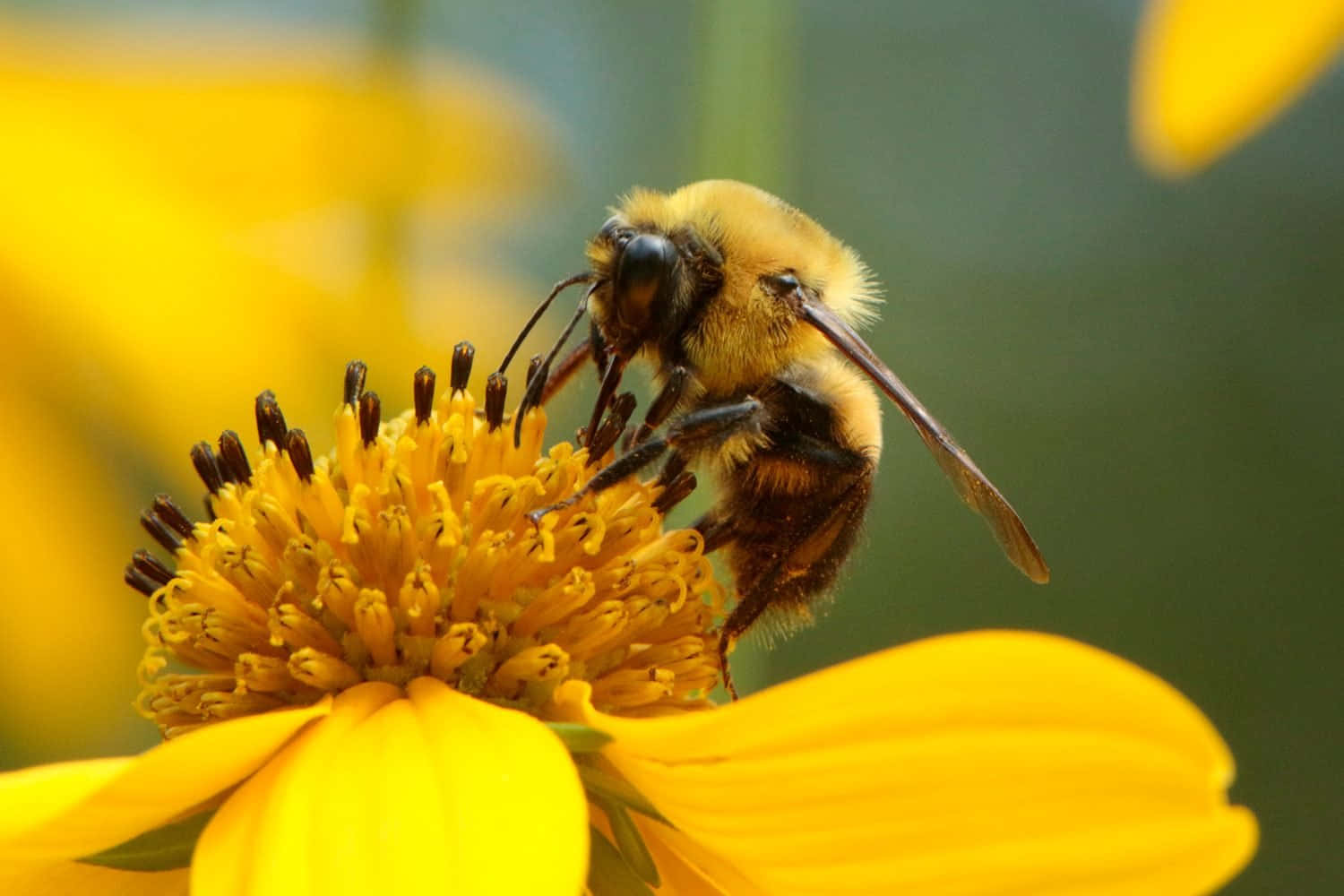 Solitary Beeon Yellow Flower Wallpaper