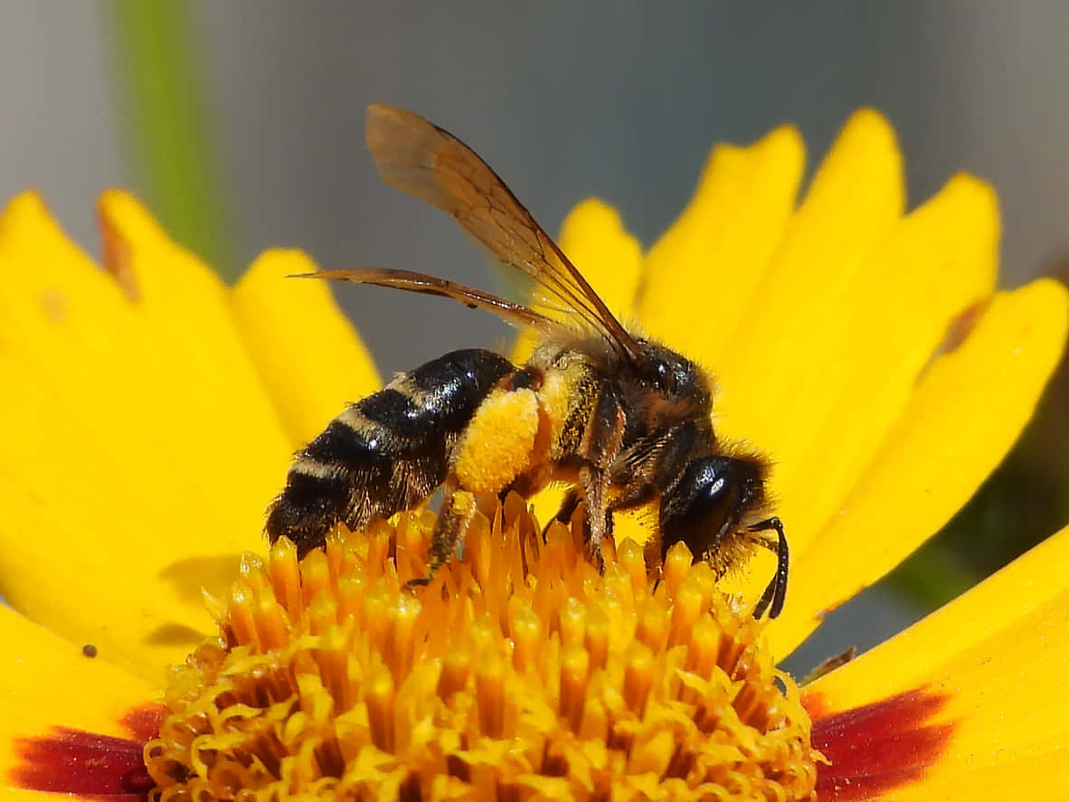 Solitary Beeon Yellow Flower Wallpaper